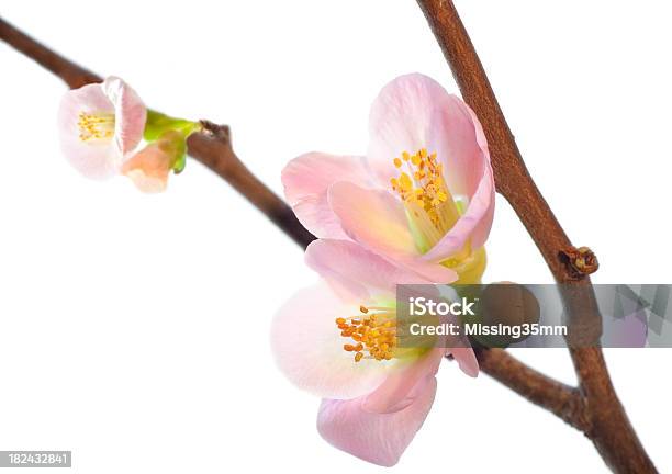 Photo libre de droit de Branche Avec Bourgeons De Fleurs Coing banque d'images et plus d'images libres de droit de Arbre en fleurs - Arbre en fleurs, Beauté de la nature, Blanc