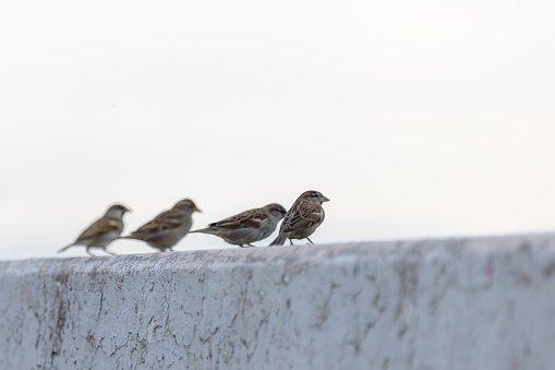Group of birds are standing on the wall.