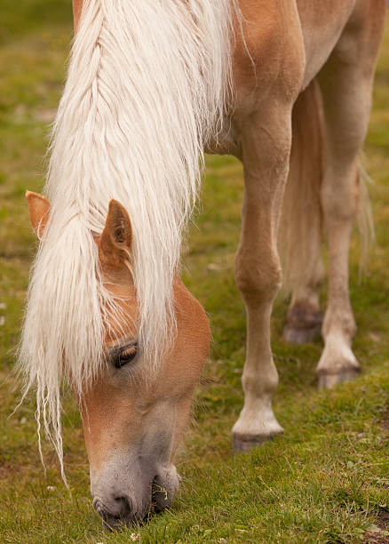 istock Hochfilzer horse grazing 182432964