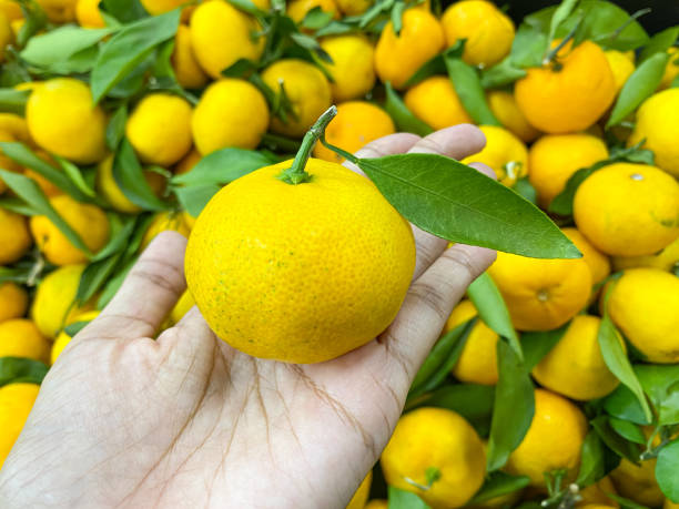 frutta arancione fresca con foglie sulla mano delle donne asiatiche - close up women horizontal citrus fruit foto e immagini stock