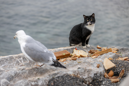 Seagull and stray cat is standing on rock over by the sea.