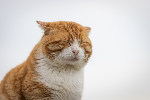 A Sleeping Cat Isolated on a White Background
