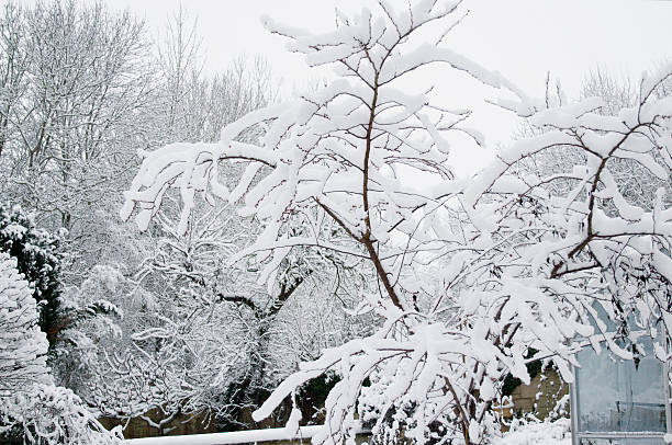 istock Garden in Snow 182433223