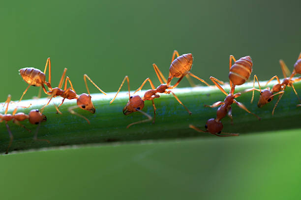 레드 ant on 잎 몰래 접근하다 - teamwork ant cooperation challenge 뉴스 사진 이미지