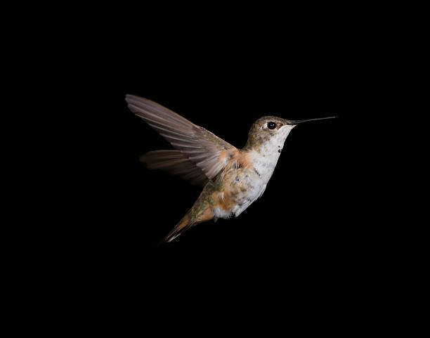 istock Female Rufous hummingbird 182433690