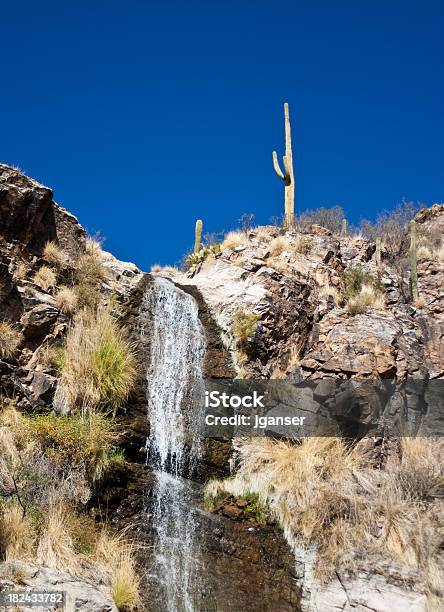 Foto de Cachoeira Do Deserto e mais fotos de stock de Arizona - Arizona, Cacto, Cacto Gigante Americano