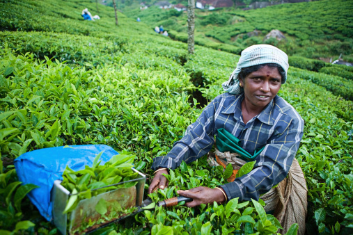 Tea growing in Southern India, Asia.http://bem.2be.pl/IS/tea_plantations_380.jpg
