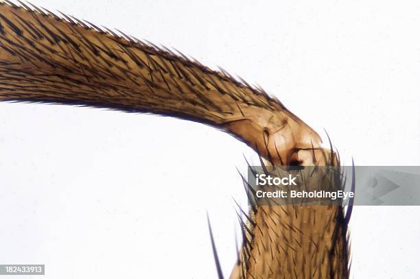 Mosca Domestica Gamba - Fotografie stock e altre immagini di Animale - Animale, Arto - Parte del corpo, Arto di animale - Arto