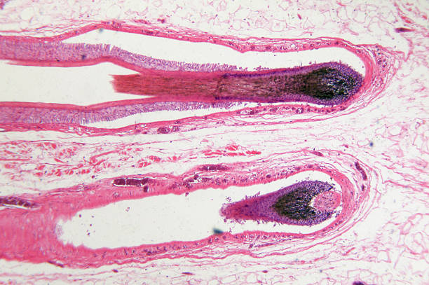 istock Hair Bearing Skin 182434078