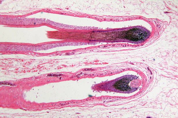 Hair Bearing Skin "Microscopic photo of a professionally prepared slide demonstrating the cellular structure of the object.NOTE: Shallow DOF, uneven focus and chromatic aberration are inherent in microscopy, and what appears as dust is actually in the sample.See all my" human cell animal cell healthcare and medicine abstract stock pictures, royalty-free photos & images