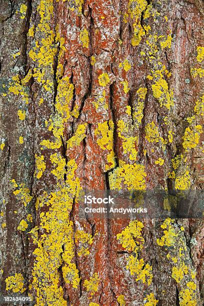 Bunte Baumrinde Stockfoto und mehr Bilder von Abstrakt - Abstrakt, Baum, Baumrinde