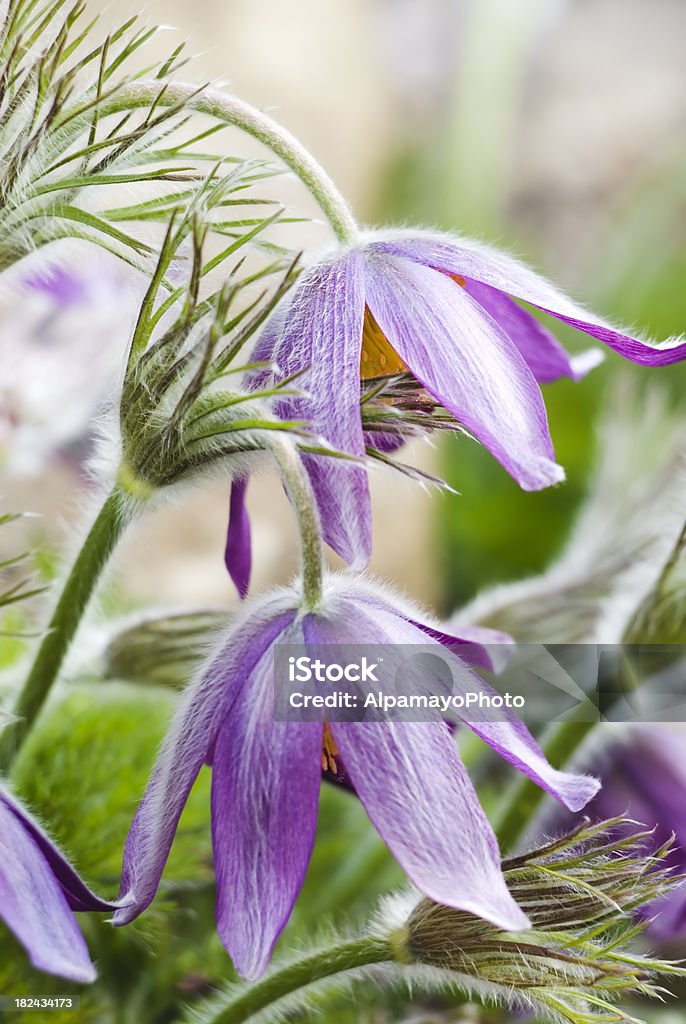 Pasque flor (Pulsatilla rubra - Foto de stock de Aire libre libre de derechos