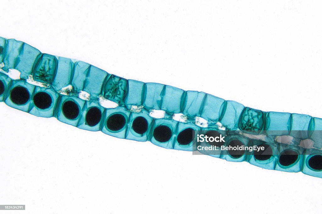 Spirogyra conjugación - Foto de stock de ADN libre de derechos