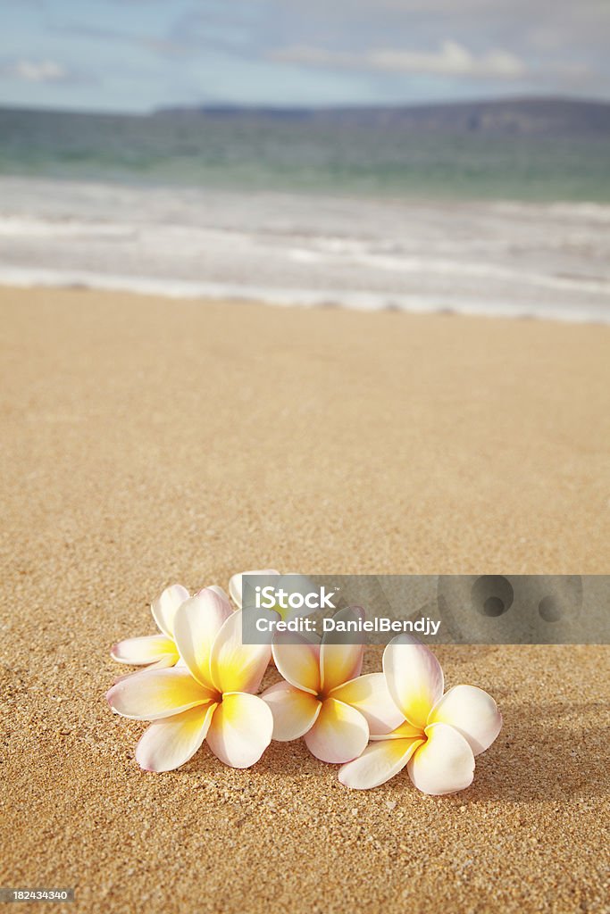 プルメリアの花のビーチの砂 - マウ�イ島のロイヤリティフリーストックフォト