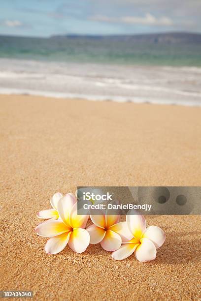 プルメリアの花のビーチの砂 - マウイ島のストックフォトや画像を多数ご用意 - マウイ島, 花, 浜辺