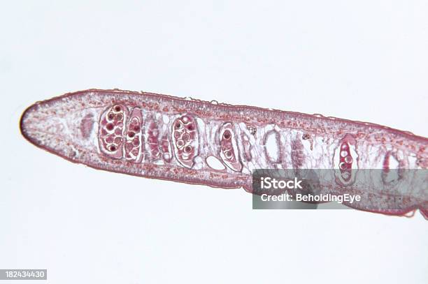 Tapeworm Cestoda Gravid Proglottid Ts Stock Photo - Download Image Now - Magnification, Tapeworm, Abstract