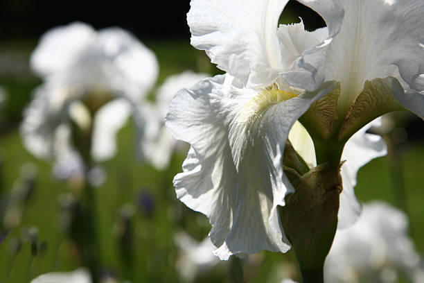 White Iris Detail Backlit stock photo