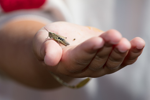 A girl is showing a green grasshopper or cricket landed in her hand, during a hike in the mountains, Oasi Zegna, Bielmonte, Piemonte