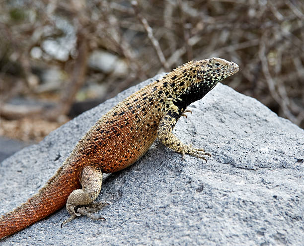istock Lava lizard in the Galapagos 182434627