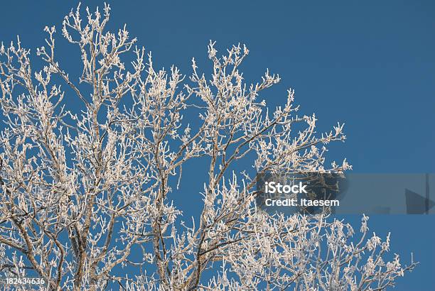 Frozen Tree Stock Photo - Download Image Now - Blue, Close-up, Cold Temperature