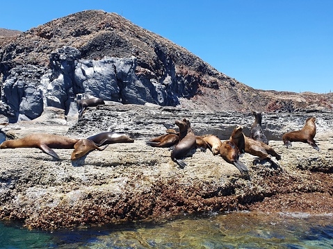 The sea lions in Coronado Island, Baja California, Mexico