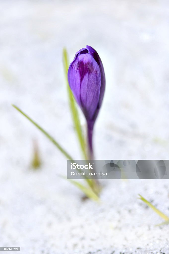 Krokus im Schnee - Lizenzfrei Blume Stock-Foto