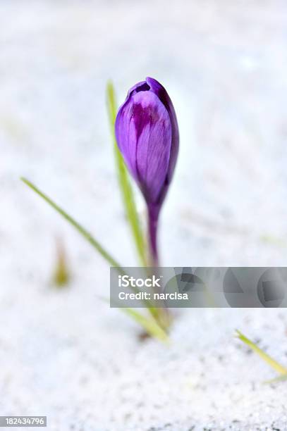 Krokus Im Schnee Stockfoto und mehr Bilder von Blume - Blume, Fotografie, Krokus - Irisgewächs