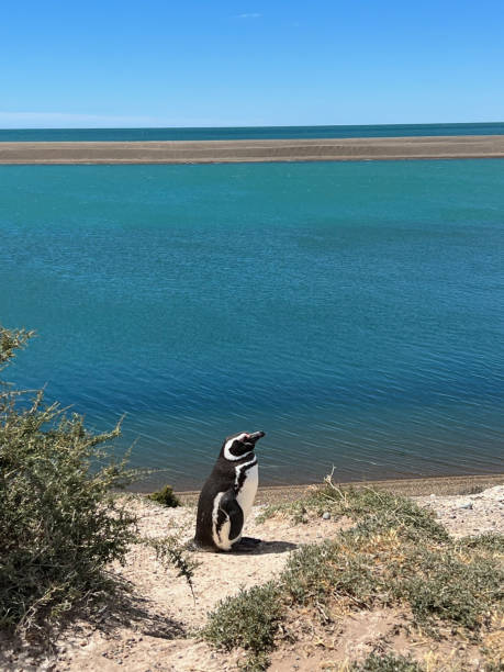 istock Magellanic penguin in Punta Tombo 1824349088