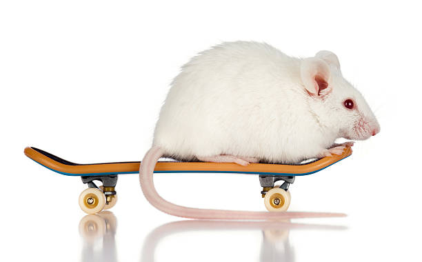 スケートボーダーマウスの乗馬スケートボード、白色背景 - extreme skateboarding action balance motion ストックフォトと画像