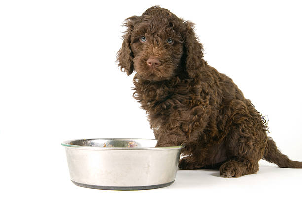 istock Puppy with steel bowl 182435446