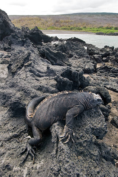 istock Marine Iguana on the Galapagos 182435543