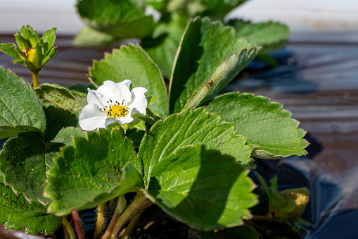 Close-up of a strawberry flower in a terracotta container