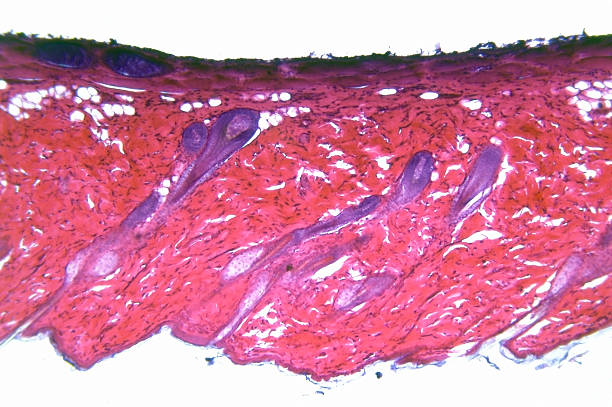 istock Mammalian Skin 182435774