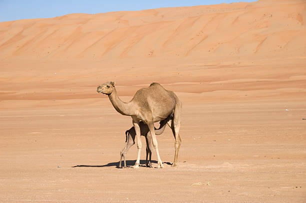 istock newborn camel drinking at his mom in the desert 182435846