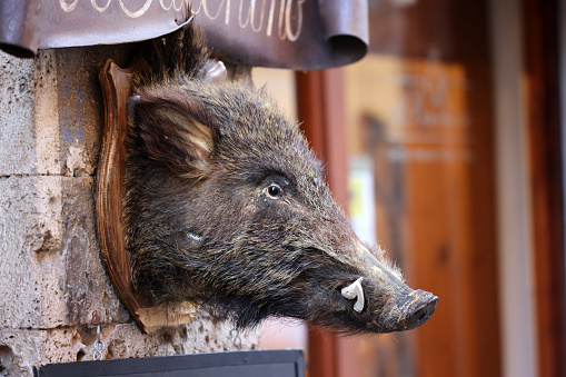 Massa Marittima, Italy - Sept 11, 2022: iWld boar head on a in front of a shop in Massa Marittima, Italy, with typical products