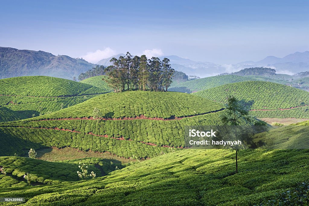 Plantación de té - Foto de stock de Agricultura libre de derechos