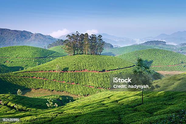 Plantación De Té Foto de stock y más banco de imágenes de Agricultura - Agricultura, Aire libre, Ajardinado