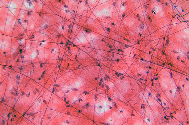 Magnified image of loose connective tissue Microscopic photo of a professionally prepared slide demonstrating the cellular structure of the object. human tissue stock pictures, royalty-free photos & images