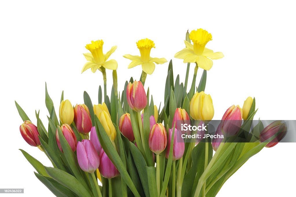 Coloridos tulipanes y Daffodils Flores de primavera - Foto de stock de Buqué libre de derechos