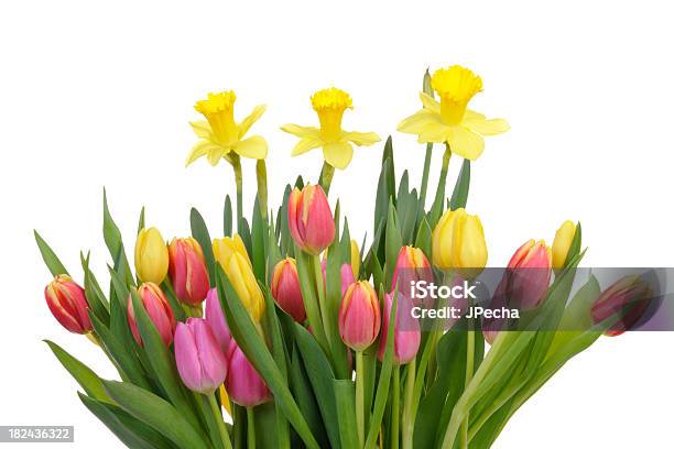 Coloridos Tulipanes Y Daffodils Flores De Primavera Foto de stock y más banco de imágenes de Buqué