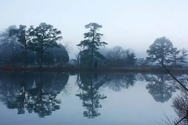 Photo of Foggy morning with trees along the water