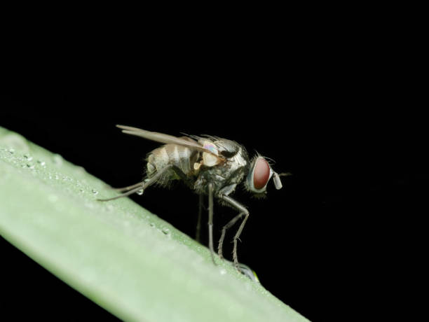 istock Flies on the grass with dews 1824365463