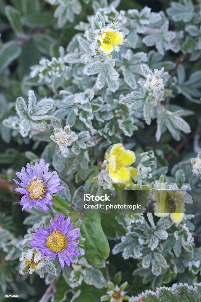 Helado de flores - Foto de stock de Amarillo - Color libre de derechos