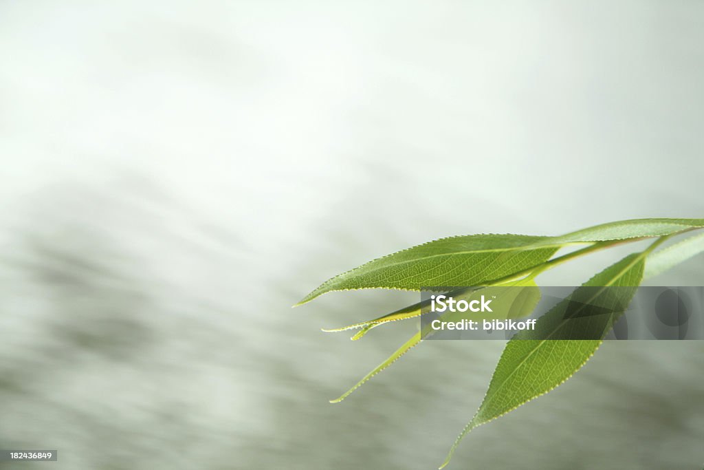 Hojas de agua - Foto de stock de Abstracto libre de derechos