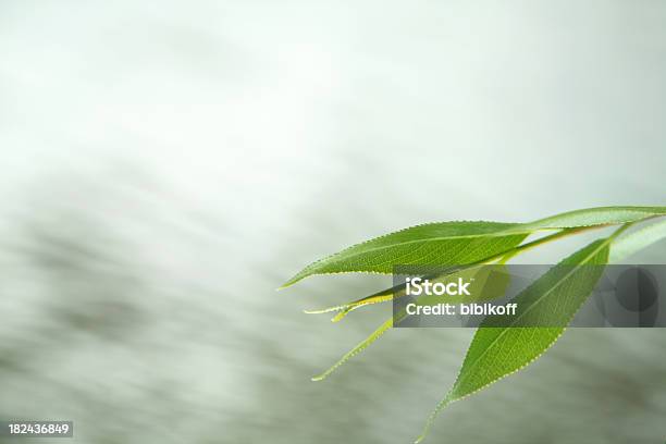 Hojas De Agua Foto de stock y más banco de imágenes de Abstracto - Abstracto, Agua, Arbusto