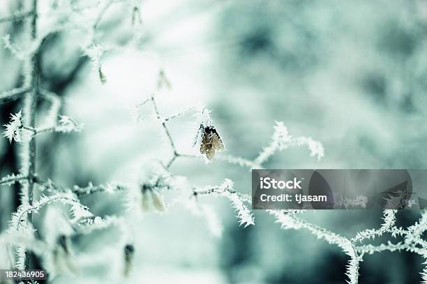 Frosty Ahorn Tree Stockfoto und mehr Bilder von Ahornsame - Ahornsame, Ahorn, Ast - Pflanzenbestandteil
