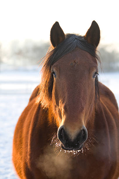 istock Sweet horse on a cold winterday 182437062