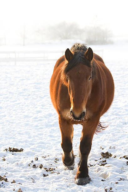 istock Sweet horse on a cold winterday 182437209