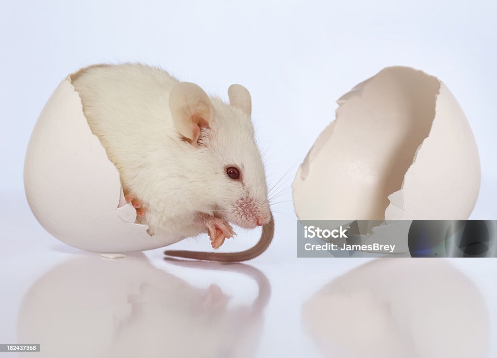 Lindo bebê branco Mouse situado em Casca de ovo - Foto de stock de Animal royalty-free