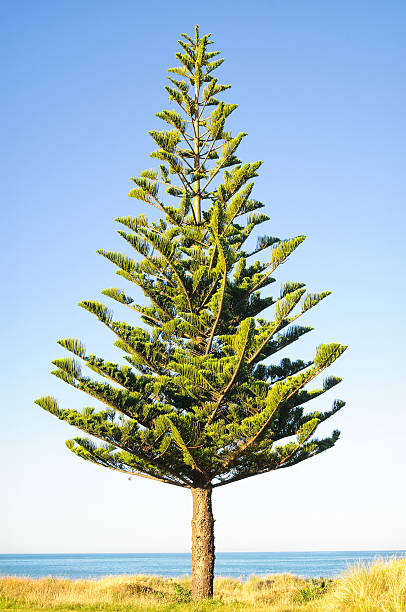 Norfolk Island Pine Tree A Norfolk Island Pine tree (Araucaria Heterophylla) by the sea. araucaria heterophylla stock pictures, royalty-free photos & images